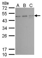 TSG101 Antibody in Western Blot (WB)