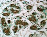 GPX7 Antibody in Immunohistochemistry (IHC)