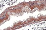 GPX7 Antibody in Immunohistochemistry (Paraffin) (IHC (P))