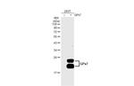 GPX7 Antibody in Western Blot (WB)