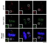 HEC1 Antibody in Immunocytochemistry (ICC/IF)