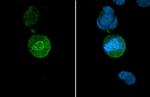 HEC1 Antibody in Immunocytochemistry (ICC/IF)