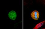 HEC1 Antibody in Immunocytochemistry (ICC/IF)