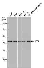 HEC1 Antibody in Western Blot (WB)