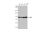 Ku80 Antibody in Western Blot (WB)