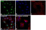 PCNA Antibody in Immunocytochemistry (ICC/IF)