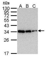 PCNA Antibody in Western Blot (WB)