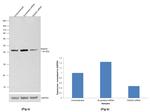 RAD52 Antibody in Western Blot (WB)