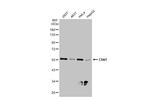 Chk1 Antibody in Western Blot (WB)