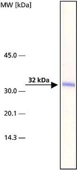 ARTS Antibody in Western Blot (WB)