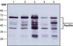 Paxillin Antibody in Western Blot (WB)