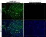 S100B Antibody in Immunohistochemistry (Paraffin) (IHC (P))