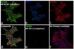 S100B Antibody