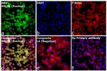 MBP Antibody in Immunocytochemistry (ICC/IF)