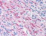 MBP Antibody in Immunohistochemistry (Paraffin) (IHC (P))