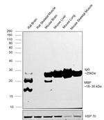 MBP Antibody