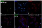 CD146 Antibody in Immunocytochemistry (ICC/IF)