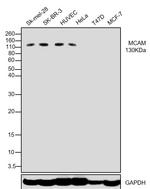 CD146 Antibody in Western Blot (WB)