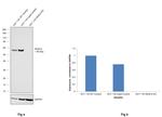 HDAC2 Antibody in Western Blot (WB)