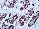 Thyroid Peroxidase Antibody in Immunohistochemistry (Paraffin) (IHC (P))