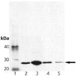 GOSR2 Antibody in Western Blot (WB)
