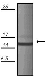 HSPE1 Antibody in Western Blot (WB)