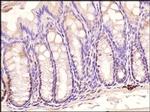 TLR3 Antibody in Immunohistochemistry (Paraffin) (IHC (P))