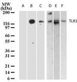 TLR3 Antibody in Western Blot (WB)