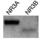 NMDAR3A/NMDAR3B Antibody in Western Blot (WB)