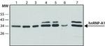 hnRNP A1 Antibody in Western Blot (WB)