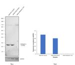 Cathepsin L Antibody in Western Blot (WB)