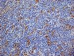 CD13 Antibody in Immunohistochemistry (Frozen) (IHC (F))