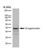 V5 Tag Antibody in Western Blot (WB)