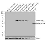 V5 Tag Antibody in Western Blot (WB)