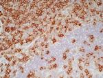 CD7 Antibody in Immunohistochemistry (Frozen) (IHC (F))