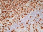 CD7 Antibody in Immunohistochemistry (Frozen) (IHC (F))