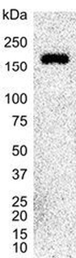 CD49f Antibody in Western Blot (WB)