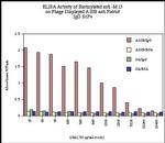 M13 Phage coat protein Antibody in ELISA (ELISA)