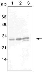 14-3-3 beta/epsilon/zeta Antibody in Western Blot (WB)