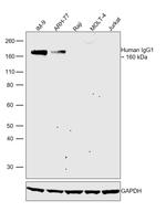 Human IgG1 Secondary Antibody