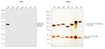 Human IgG1 Secondary Antibody in Western Blot (WB)