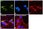 AFP Antibody in Immunocytochemistry (ICC/IF)