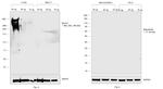 Human Kappa Light Chain Secondary Antibody