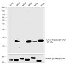 Human Kappa Light Chain Secondary Antibody in Western Blot (WB)