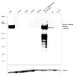 Myosin Skeletal Muscle Antibody in Western Blot (WB)