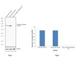 Transferrin Receptor Antibody in Western Blot (WB)