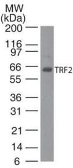 TRF2 Antibody in Western Blot (WB)