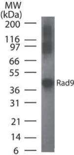 RAD9 Antibody in Western Blot (WB)