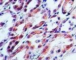 TRAIL Antibody in Immunohistochemistry (Paraffin) (IHC (P))