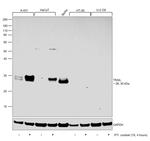 TRAIL Antibody in Western Blot (WB)